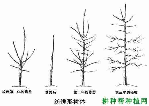 温室大棚桃树采用什么树形好呢(温室大棚桃树采用什么树形好些)